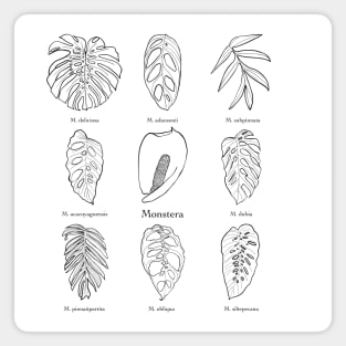 Monstera genus Magnet